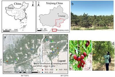 Hyperspectral estimation of chlorophyll content in jujube leaves: integration of derivative processing techniques and dimensionality reduction algorithms